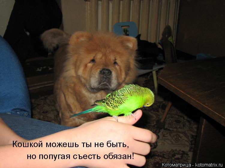Кошкой можешь ты не быть, но попугая съесть обязан!... Котоматрица: Кошкой можешь ты не быть, но попугая съесть обязан!