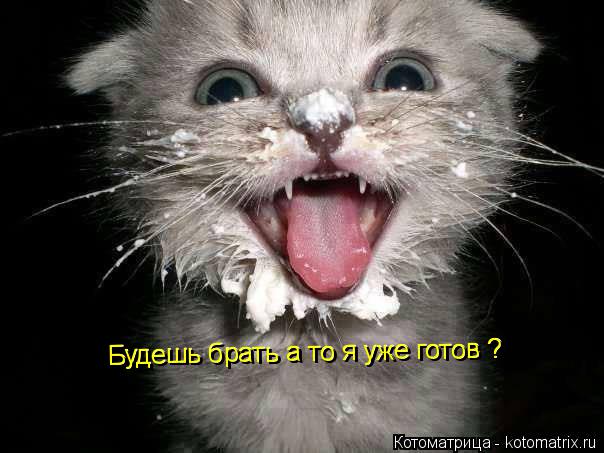 Котоматрица: Будешь брать а то я уже готов ? Будешь брать а то я уже готов ?