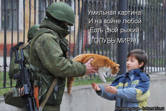 Котоматрица: Умильная картина! И на войне любой Есть свой рыжий ГОЛУБЬ МИРА!