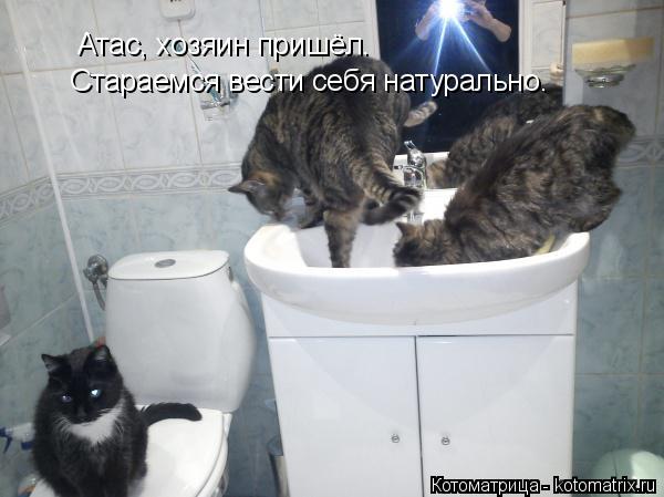 Атас, хозяин пришёл. Стараемся вести себя натурально.... Котоматрица: Атас, хозяин пришёл. Стараемся вести себя натурально.