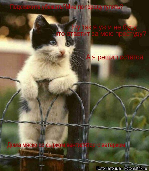 Котоматрица: Ну так я уж и не буду, кто ответит за мою простуду? А я решил остатся Подскажите,убежать?Мне по городу гулять?  Дома мяско со сырком,вентилято