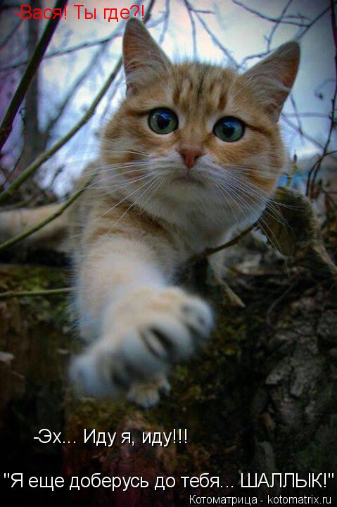 Котоматрица: -Вася! Ты где?! -Эх... Иду я, иду!!! "Я еще доберусь до тебя... ШАЛЛЫК!"