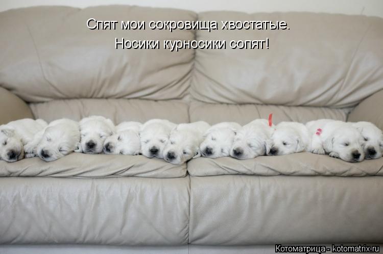Котоматрица: Носики курносики сопят! Спят мои сокровища хвостатые.