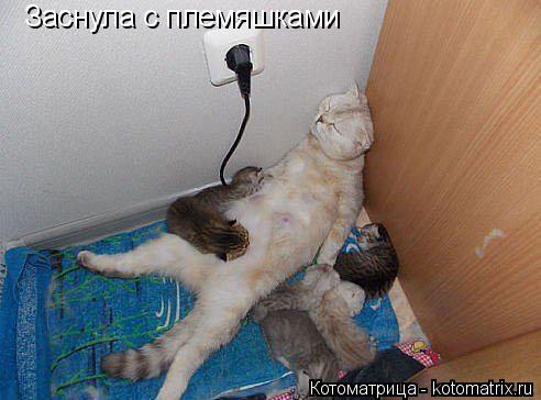 Котоматрица: Заснула с племяшками
