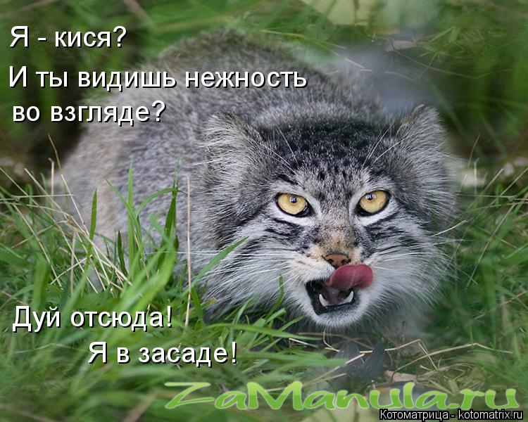 во взгляде? И ты видишь нежность Я - кися? Дуй отсюда! Я в засаде!... Котоматрица: во взгляде? И ты видишь нежность Я - кися? Дуй отсюда! Я в засаде!