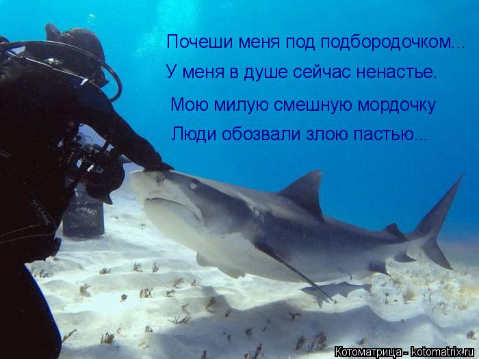 Почеши меня под подбородочком... У меня в душе сейчас ненастье. Мою милую смешную мордочку Люди обозв... Котоматрица: Почеши меня под подбородочком... У меня в душе сейчас ненастье. Мою милую смешную мордочку Люди обозвали злою пастью...