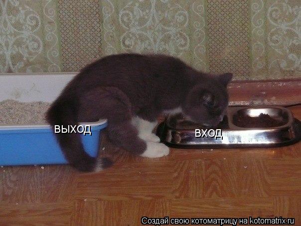 Котоматрица: вход выход