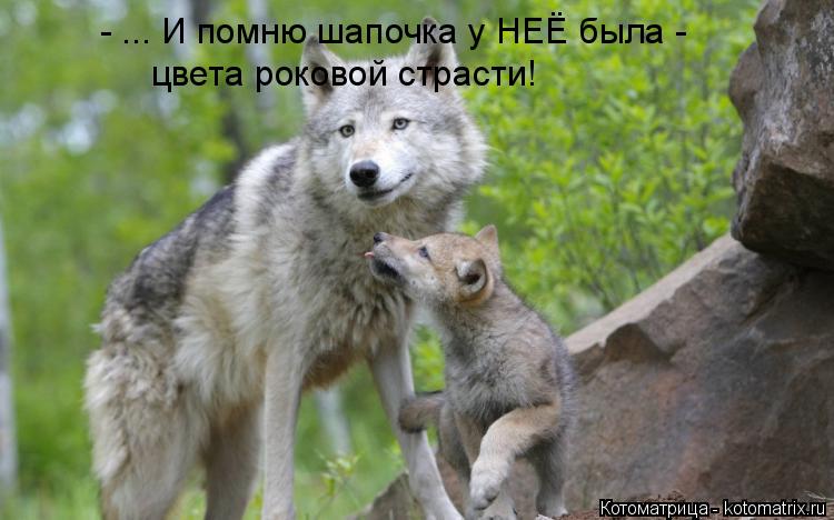Котоматрица: - ... И помню шапочка у НЕЁ была -  цвета роковой страсти!
