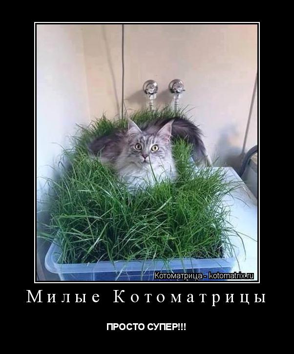 Котоматрица: Милые Котоматрицы ПРОСТО СУПЕР!!!