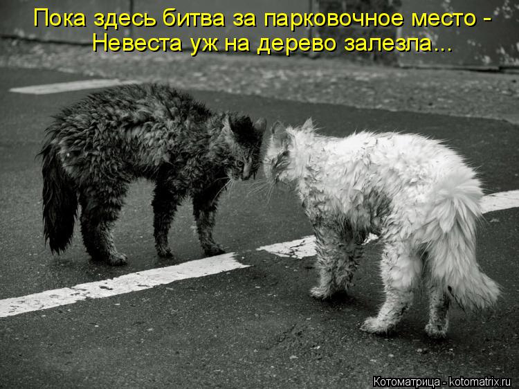 Пока здесь битва за парковочное место - Невеста уж на дерево залезла...... Котоматрица: Пока здесь битва за парковочное место - Невеста уж на дерево залезла...