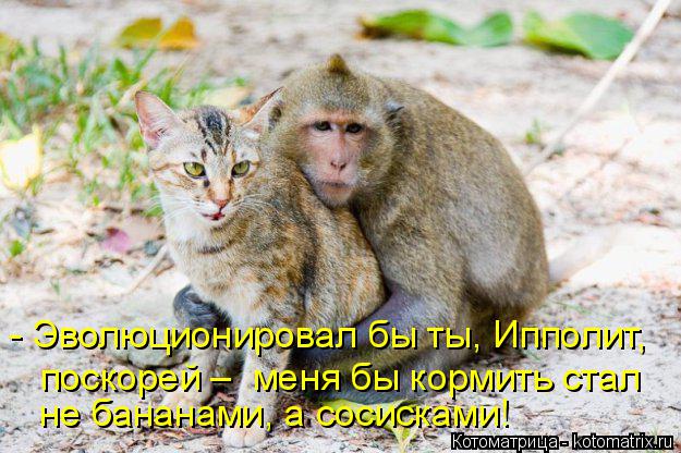 - Эволюционировал бы ты, Ипполит, поскорей – меня бы кормить стал не бананами, а сосисками!... Котоматрица: - Эволюционировал бы ты, Ипполит, поскорей – меня бы кормить стал не бананами, а сосисками!