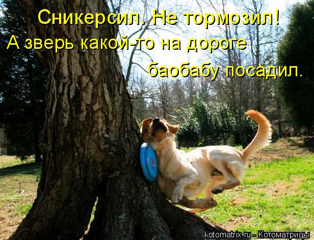 Котоматрица: Сникерсил. Не тормозил! А зверь какой-то на дороге баобабу посадил.