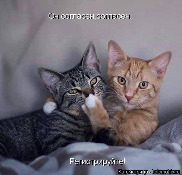 Котоматрица: Он согласен,согласен... Регистрируйте!