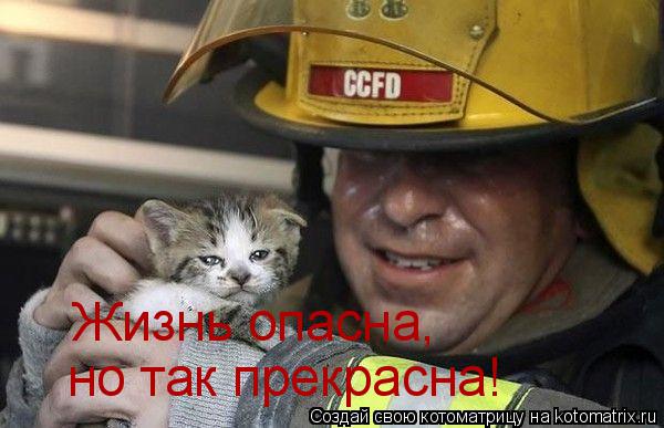 Жизнь опасна, но так прекрасна!... Котоматрица: Жизнь опасна, но так прекрасна!