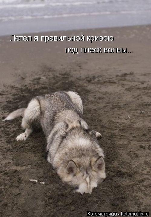 Летел я правильной кривою под плеск волны...... Котоматрица: Летел я правильной кривою под плеск волны...