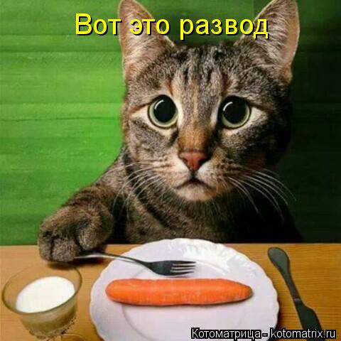 Котоматрица: Вот это развод