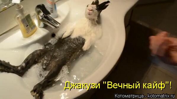 Котоматрица: Джакузи "Вечный кайф"!