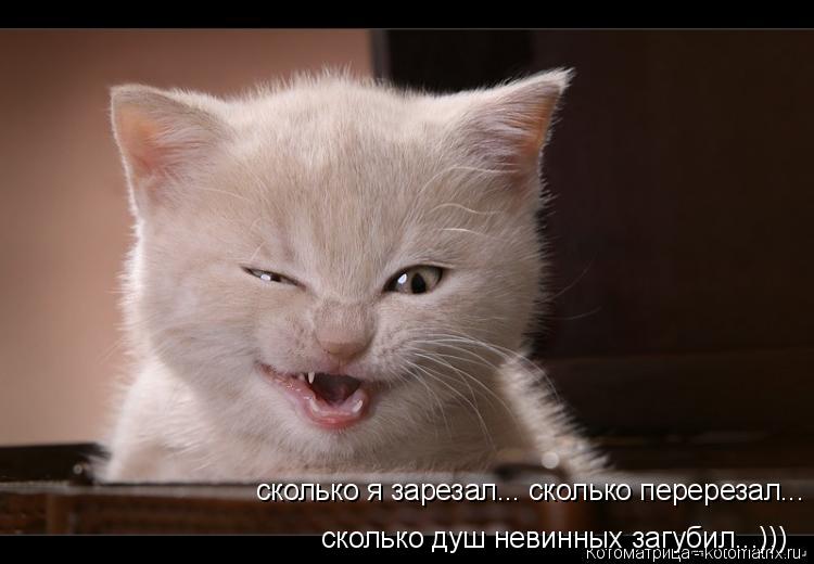 сколько я зарезал... сколько перерезал... сколько душ невинных загубил...))) сколько душ невинных заг... Котоматрица: сколько я зарезал... сколько перерезал... сколько душ невинных загубил...))) сколько душ невинных загубил...)))