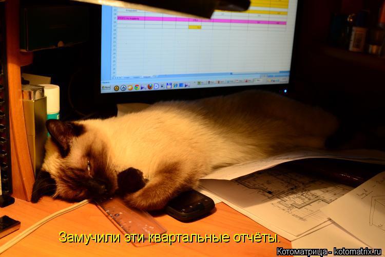 Замучили эти квартальные отчёты.... Котоматрица: Замучили эти квартальные отчёты.