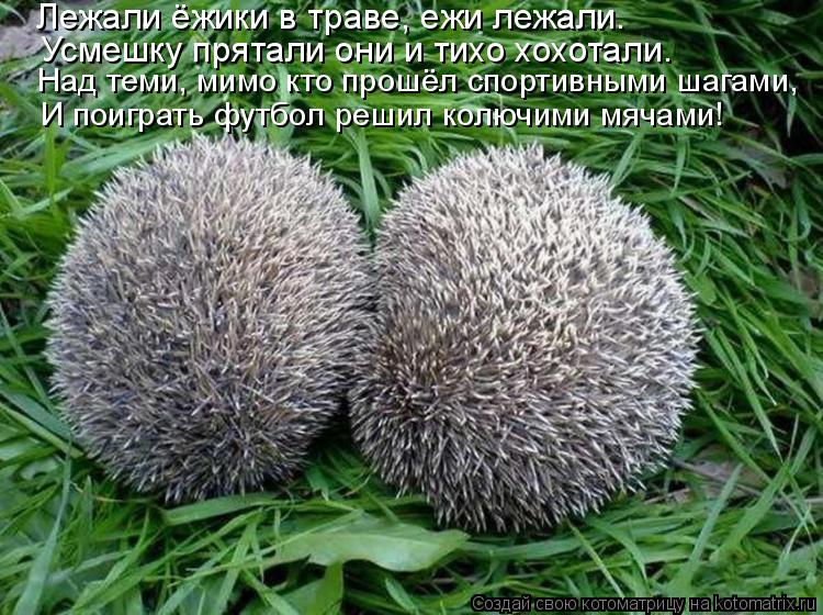 Над теми, мимо кто прошёл спортивными шагами, И поиграть футбол решил колючими мячами! Лежали ёжики в... Котоматрица: Над теми, мимо кто прошёл спортивными шагами, И поиграть футбол решил колючими мячами! Лежали ёжики в траве, ежи лежали. Усмешку прятали они