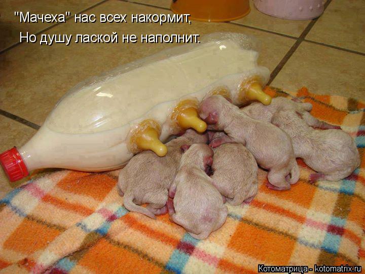 "Мачеха" нас всех накормит, Но душу лаской не наполнит.... Котоматрица: "Мачеха" нас всех накормит, Но душу лаской не наполнит.