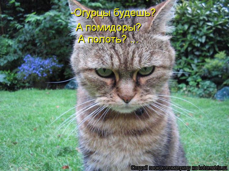 Котоматрица: -Огурцы будешь? А помидоры? А полоть? ...
