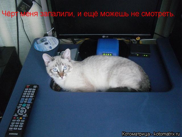 Котоматрица: Чёрт меня запалили, и ещё можешь не смотреть.