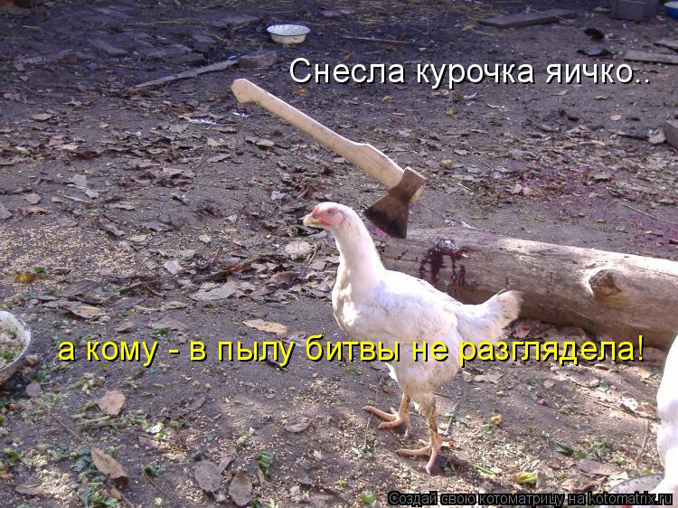 Снесла курочка яичко.. а кому - в пылу битвы не разглядела!... Котоматрица: Снесла курочка яичко.. а кому - в пылу битвы не разглядела!