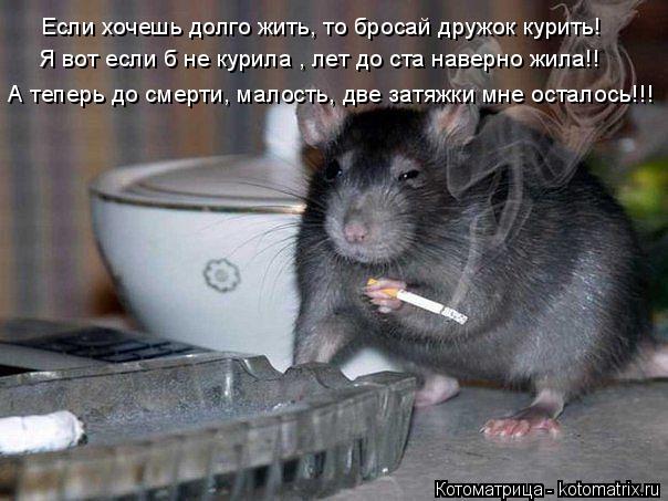 А теперь до смерти, малость, две затяжки мне осталось!!! Если хочешь долго жить, то бросай дружок кур... Котоматрица: А теперь до смерти, малость, две затяжки мне осталось!!! Если хочешь долго жить, то бросай дружок курить! Я вот если б не курила , лет до ста нав
