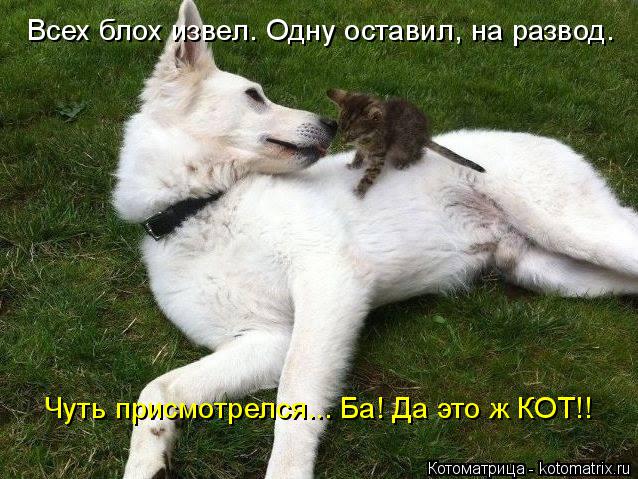 Всех блох извел. Одну оставил, на развод. Чуть присмотрелся... Ба! Да это ж КОТ!!... Котоматрица: Всех блох извел. Одну оставил, на развод. Чуть присмотрелся... Ба! Да это ж КОТ!!