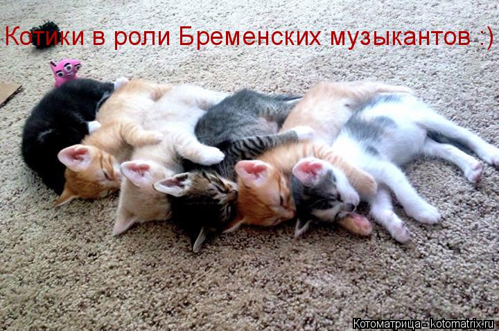 Котоматрица: Котики в роли Бременских музыкантов :)