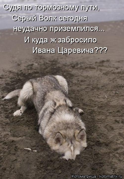 Котоматрица: Судя по тормозному пути, Серый Волк сегодня  неудачно приземлился... И куда ж забросило Ивана Царевича???