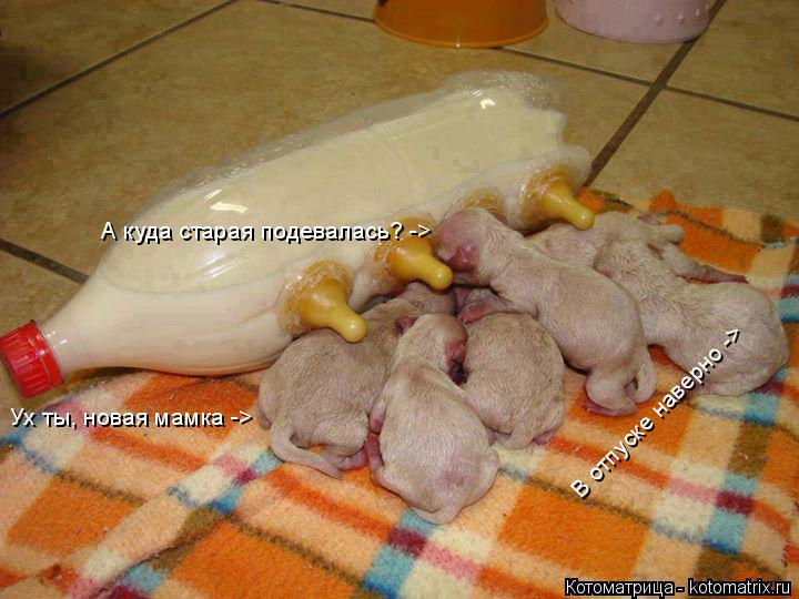 Ух ты, новая мамка -> А куда старая подевалась? -> В отпуске наверно ->... Котоматрица: Ух ты, новая мамка -> А куда старая подевалась? -> В отпуске наверно ->