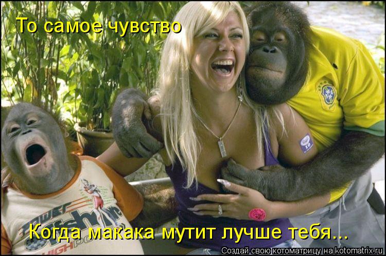 Котоматрица: То самое чувство Когда макака мутит лучше тебя...