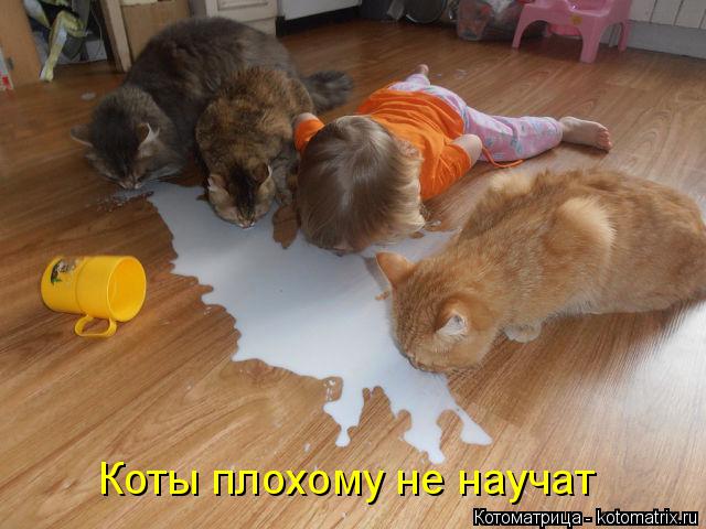 Котоматрица: Коты плохому не научат