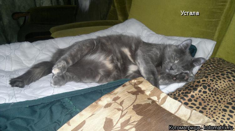 Устала... Котоматрица: Устала