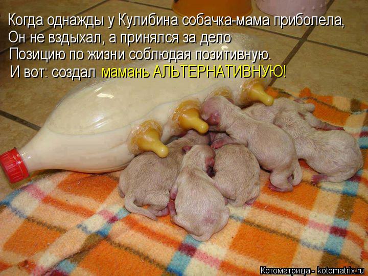 Когда однажды у Кулибина собачка-мама приболела, Он не вздыхал, а принялся за дело Позицию по жизни с... Котоматрица: Когда однажды у Кулибина собачка-мама приболела, Он не вздыхал, а принялся за дело Позицию по жизни соблюдая позитивную. И вот: создал маман