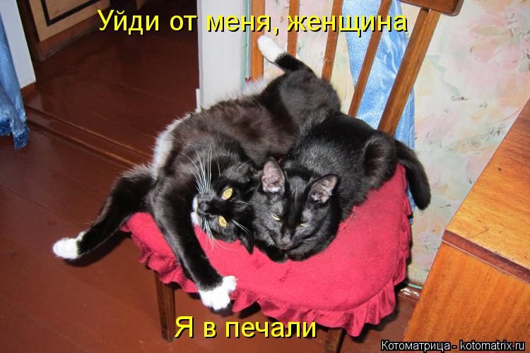 Котоматрица: Уйди от меня, женщина Я в печали