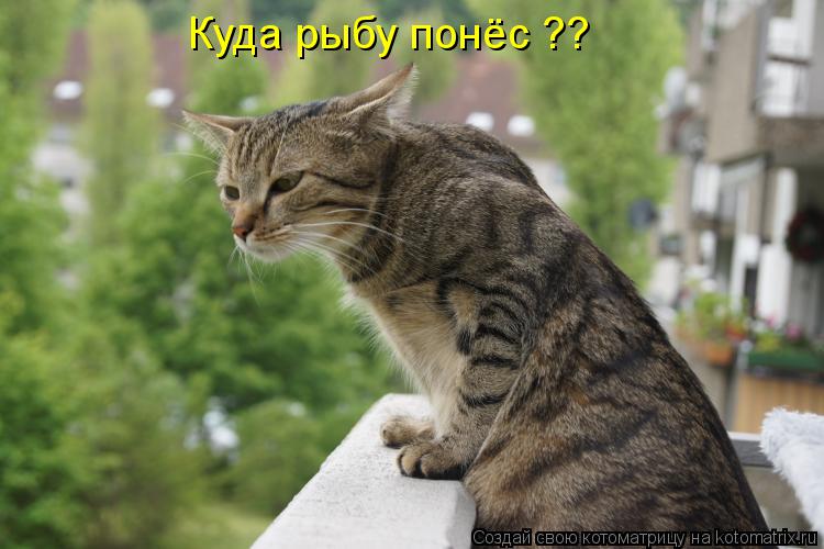 Котоматрица: Куда рыбу понёс ??