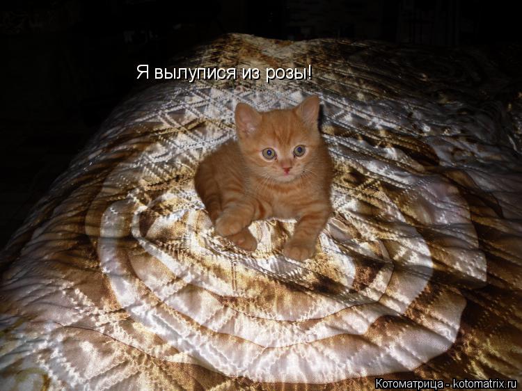 Котоматрица: Я вылупися из розы!