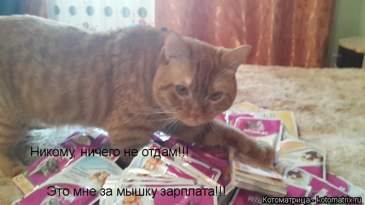 Котоматрица: Никому, ничего не отдам!!! Это мне за мышку зарплата!!!