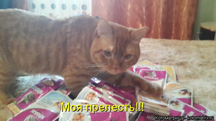 Котоматрица: Моя прелесть!!!