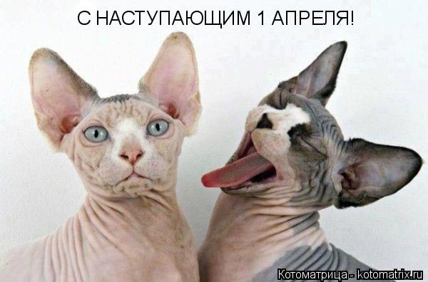 Котоматрица: С НАСТУПАЮЩИМ 1 АПРЕЛЯ!