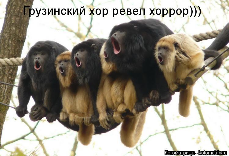 Грузинский хор ревел хоррор)))... Котоматрица: Грузинский хор ревел хоррор)))