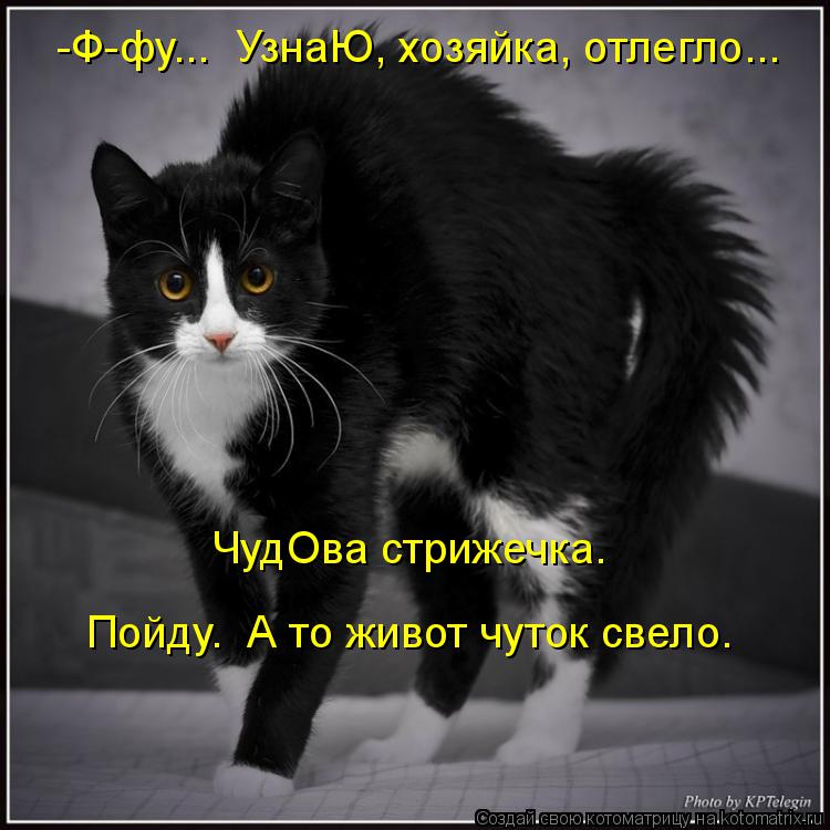 ЧудОва стрижечка. -Ф-фу... УзнаЮ, хозяйка, отлегло... Пойду. А то живот чуток свело.... Котоматрица: ЧудОва стрижечка. -Ф-фу... УзнаЮ, хозяйка, отлегло... Пойду. А то живот чуток свело.