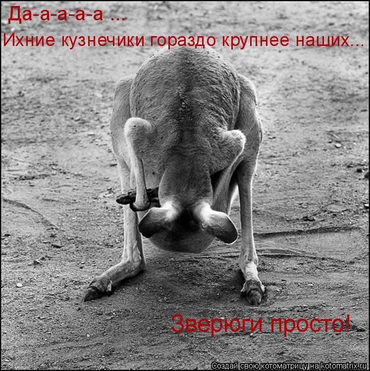 Котоматрица: Да-а-а-а-а ...  Ихние кузнечики гораздо крупнее наших... Зверюги просто!