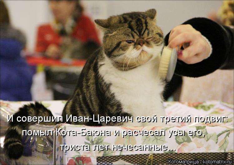 Котоматрица: И совершил Иван-Царевич свой третий подвиг: помыл Кота-Баюна и расчесал усы его,  триста лет нечесанные...