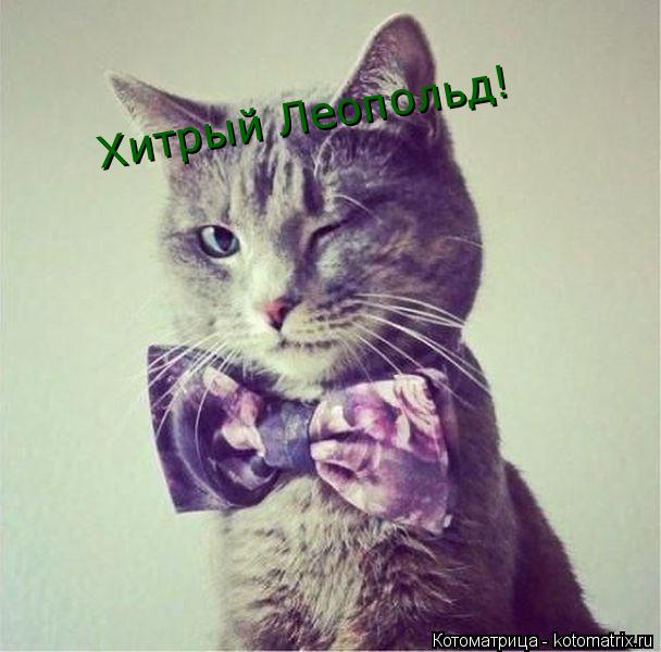 Хитрый Леопольд!... Котоматрица: Хитрый Леопольд!