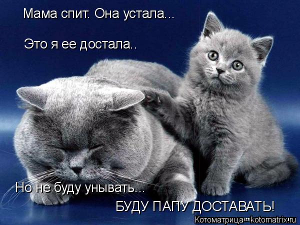 Это я ее достала.. Мама спит. Она устала... Но не буду унывать... БУДУ ПАПУ ДОСТАВАТЬ!... Котоматрица: Это я ее достала.. Мама спит. Она устала... Но не буду унывать... БУДУ ПАПУ ДОСТАВАТЬ!