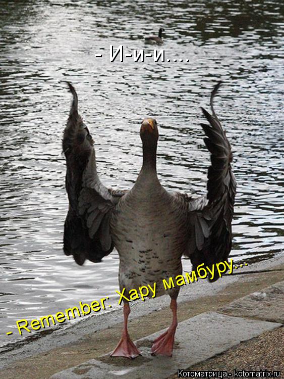 Котоматрица: - И-и-и.... - Remember: Хару мамбуру...
